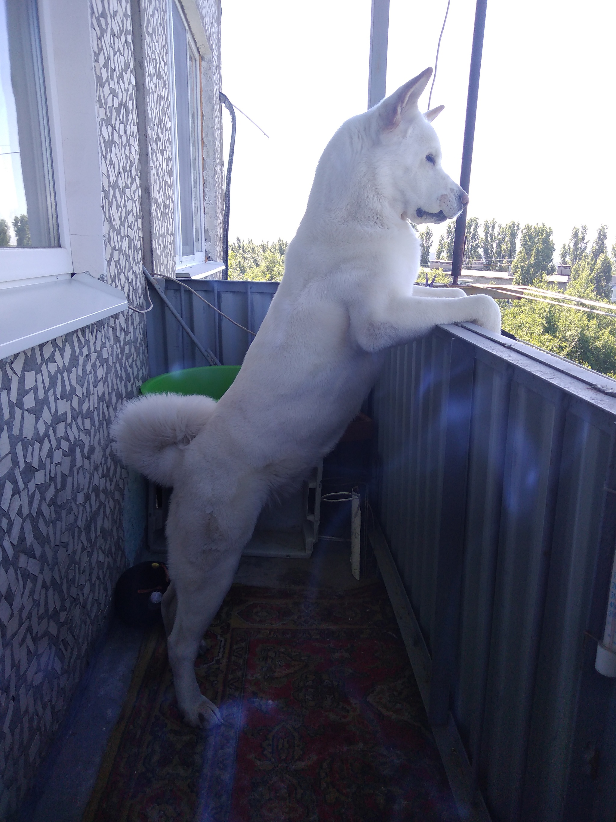 What's the weather like there? - My, Dog, American Akita