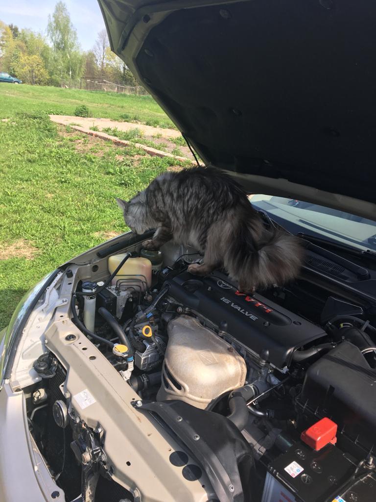 As always with inspection - My, cat, Maine Coon, Toyota, Purity, Проверка, Auto