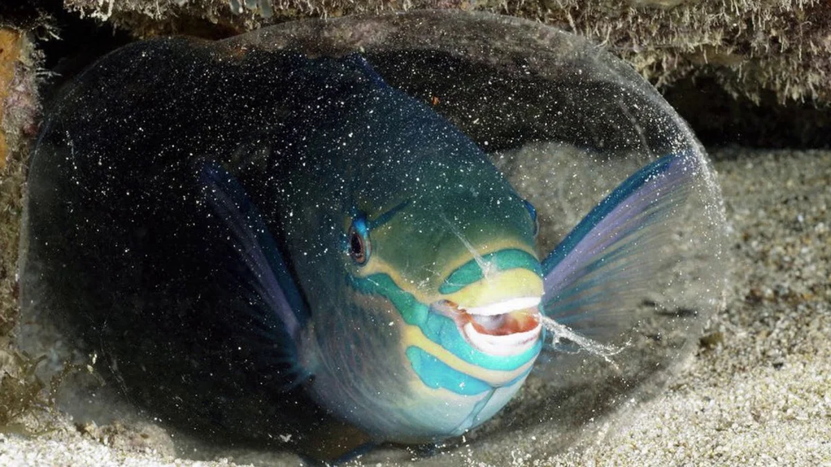 Рыба-попугай: Спит в густом скафандре из слизи, её клюв крошит кораллы, а  выделения создают песок | Пикабу