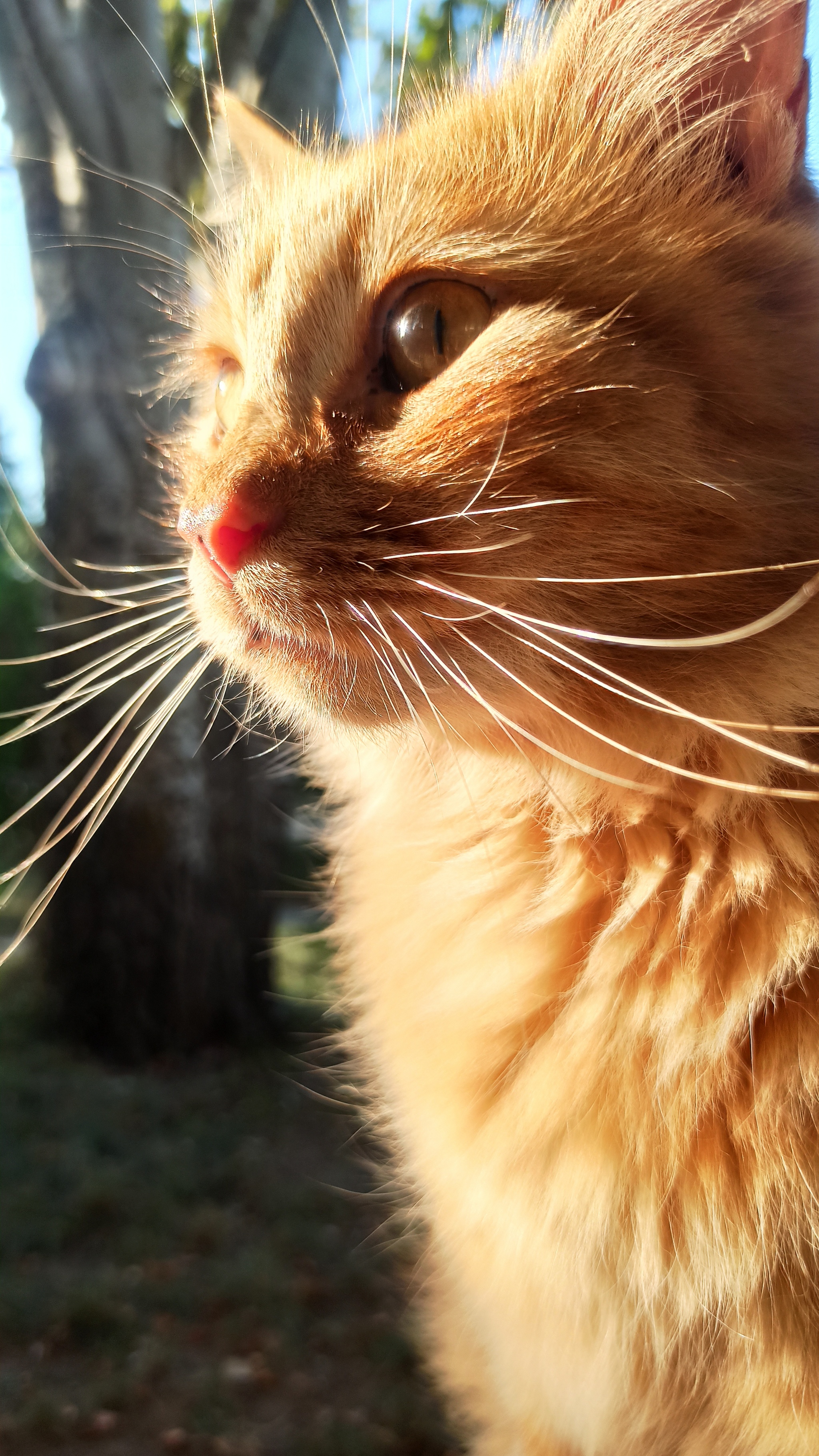 In the rays of the setting sun - My, cat, Milota, Sunset, Muzzle