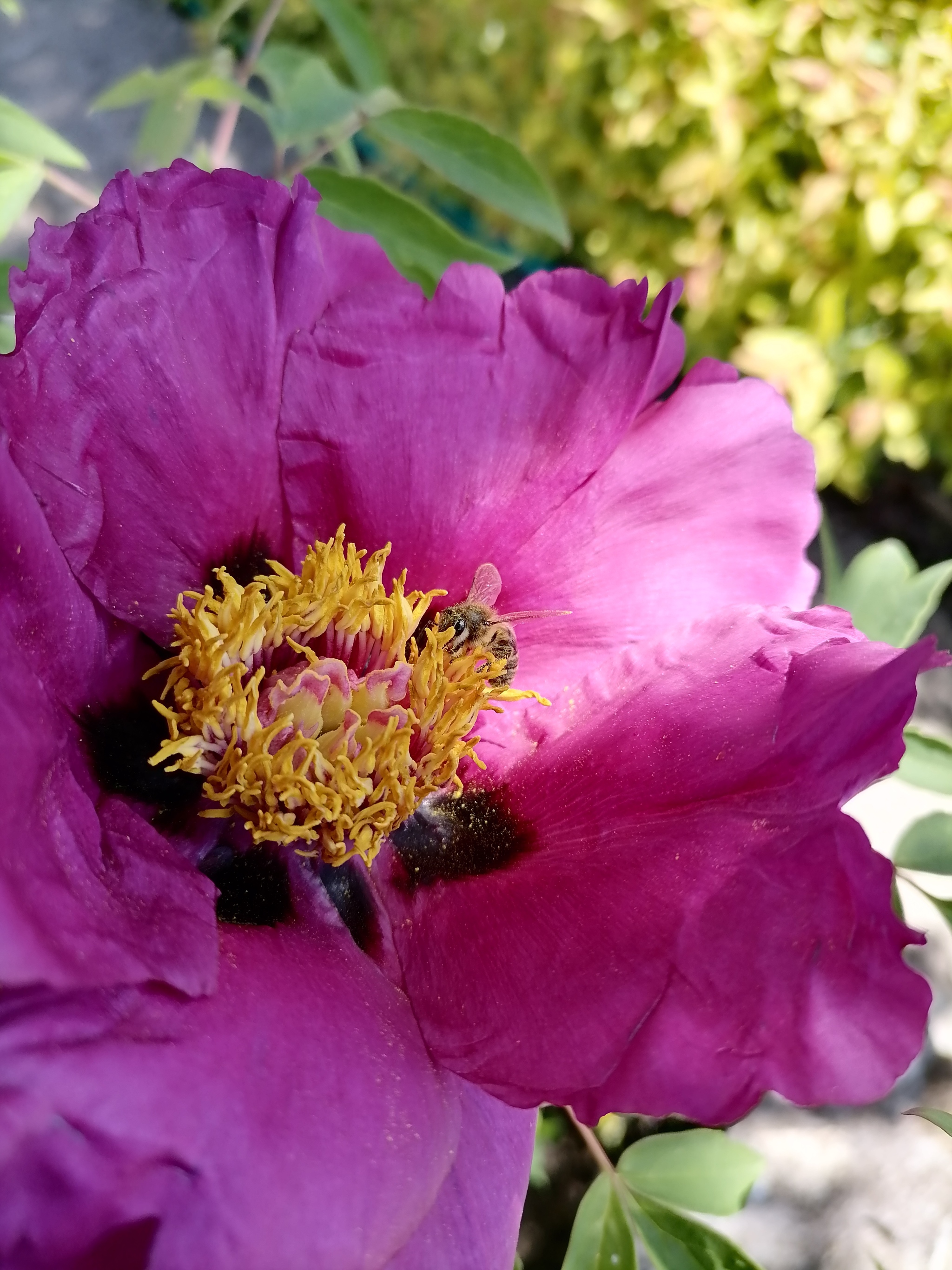 hard worker - My, The photo, Peonies, Flowers, Smartphone, Longpost, Bees, Insects