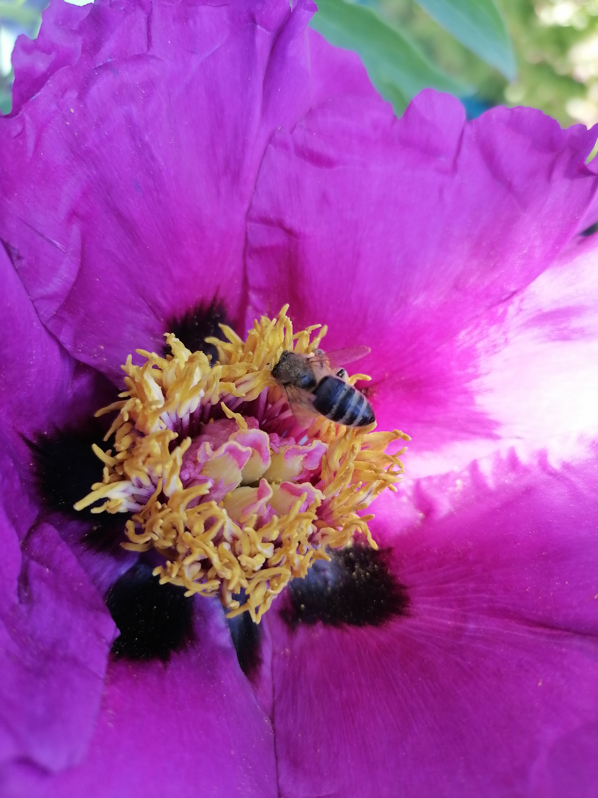 hard worker - My, The photo, Peonies, Flowers, Smartphone, Longpost, Bees, Insects