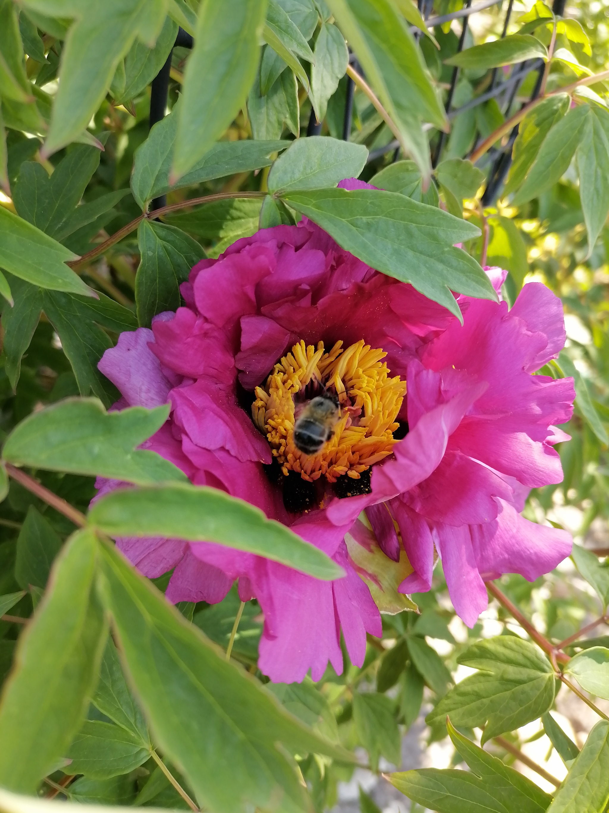 hard worker - My, The photo, Peonies, Flowers, Smartphone, Longpost, Bees, Insects