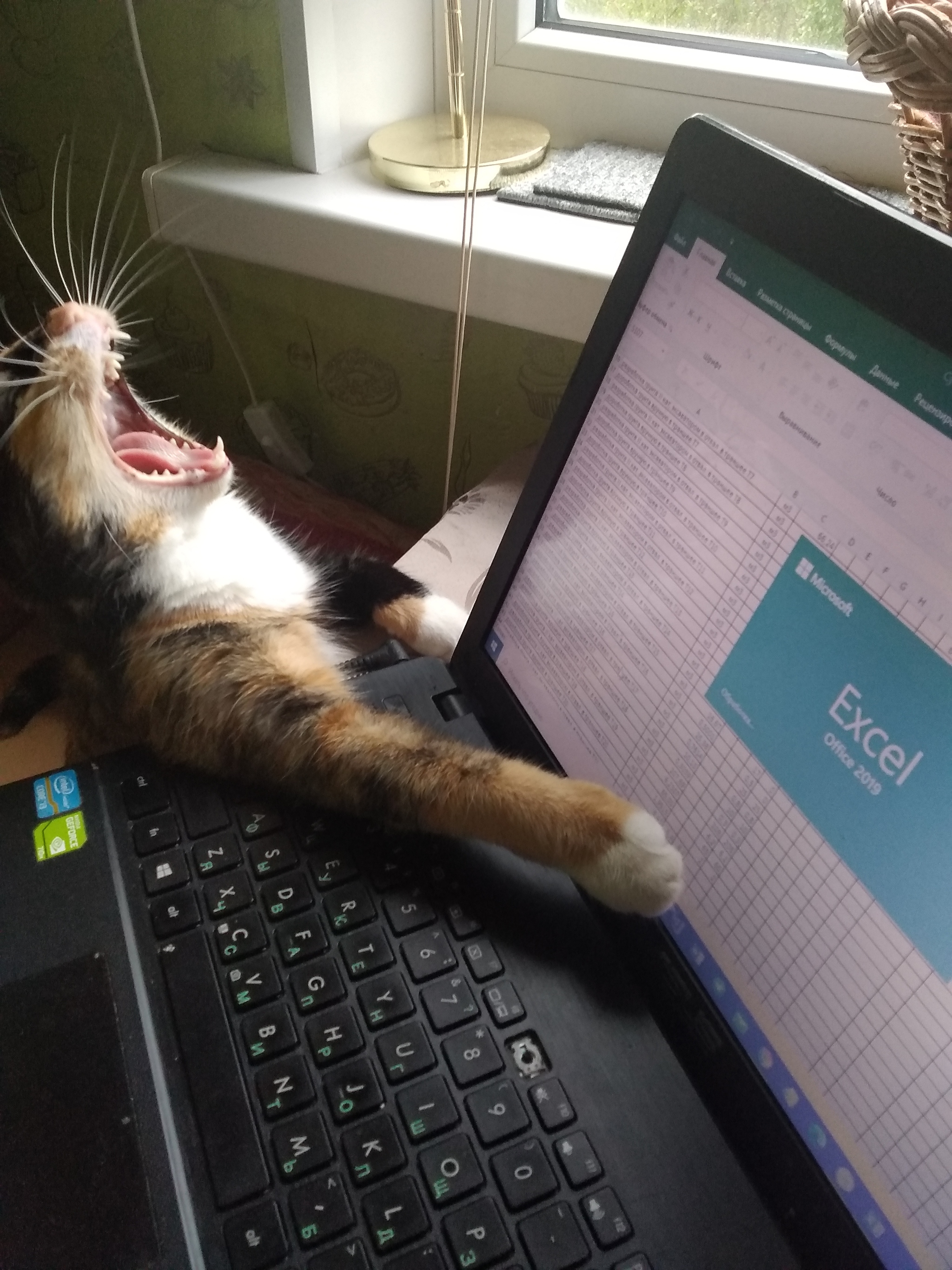 Кошка против Excelя | Пикабу