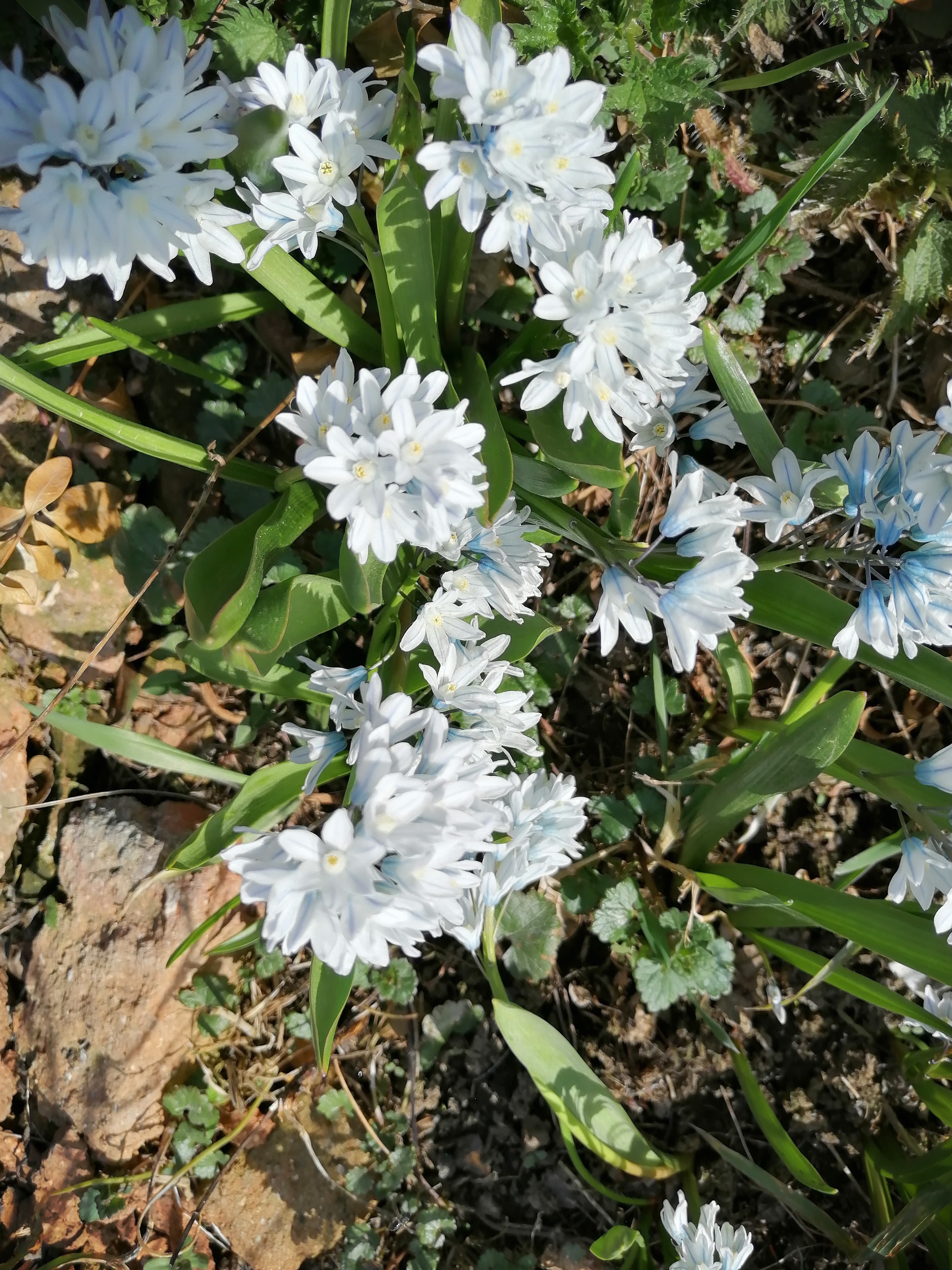 Last Colors of Autumn&First Colors of Spring - My, Flowers, Gardening, Longpost