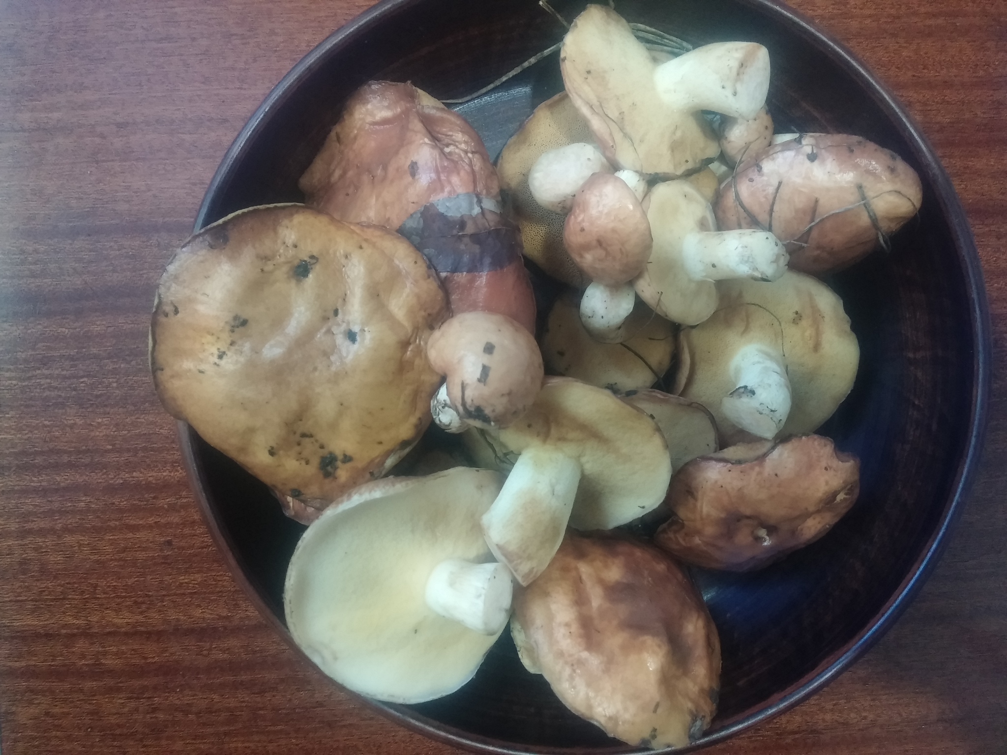 Mushroom season has begun! - My, Mushrooms, Wonders of nature, May, Longpost