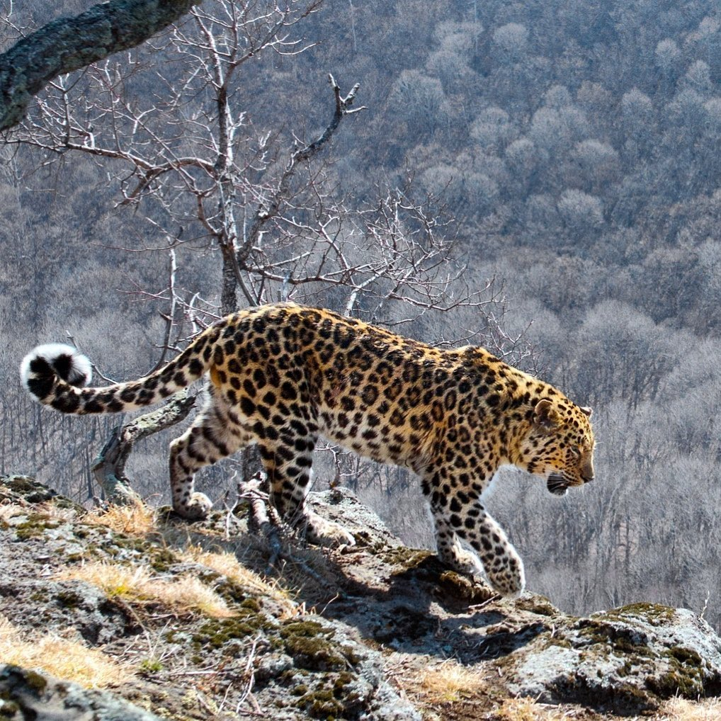 Land of the Leopard - the native home of the Far Eastern leopards - Leopard, Far Eastern leopard, Big cats, Cat family, Predator, Wild animals, Protection of Nature, Animal protection, , wildlife, Primorsky Krai, Land of the Leopard, beauty of nature, Phototrap, Shelter, National park, Longpost