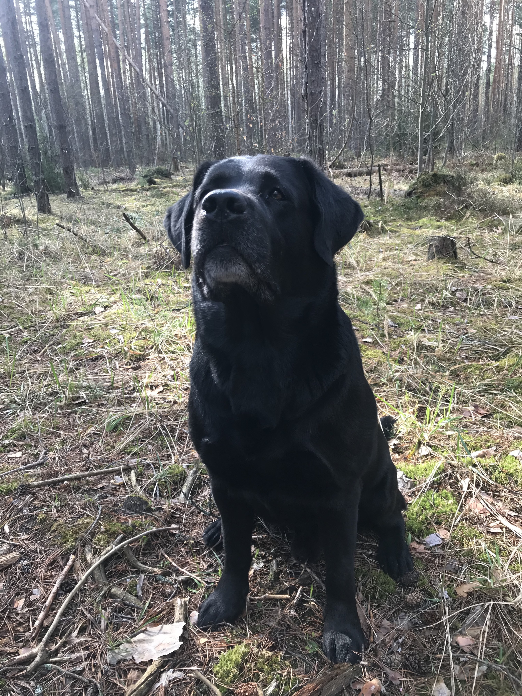 My Word in Dogs and Cats - My, Dog, Labrador, Forest, Longpost