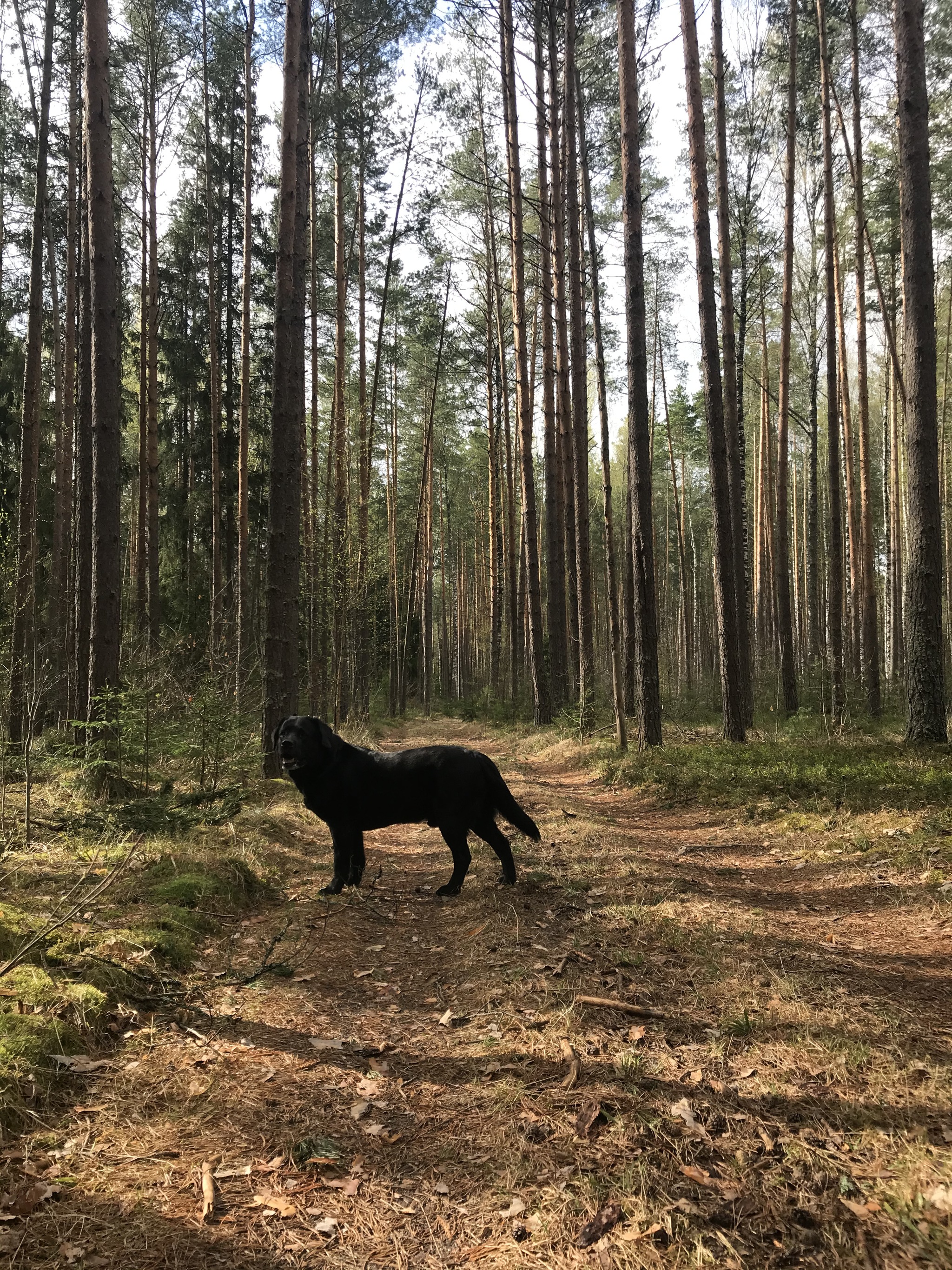 My Word in Dogs and Cats - My, Dog, Labrador, Forest, Longpost