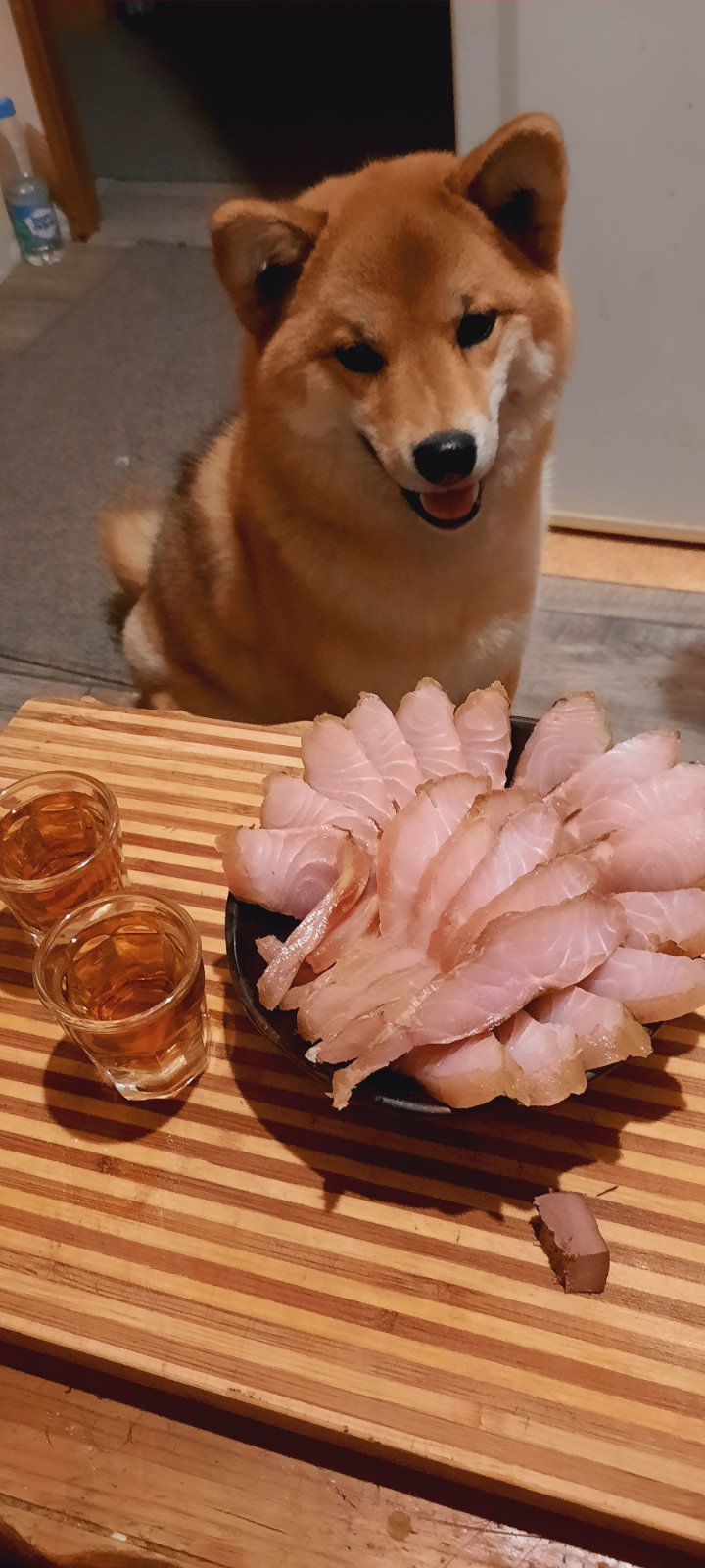 Master, come on now. - My, Dogs versus cats, Shiba Inu, Longpost, Dog, Snack, Alcohol