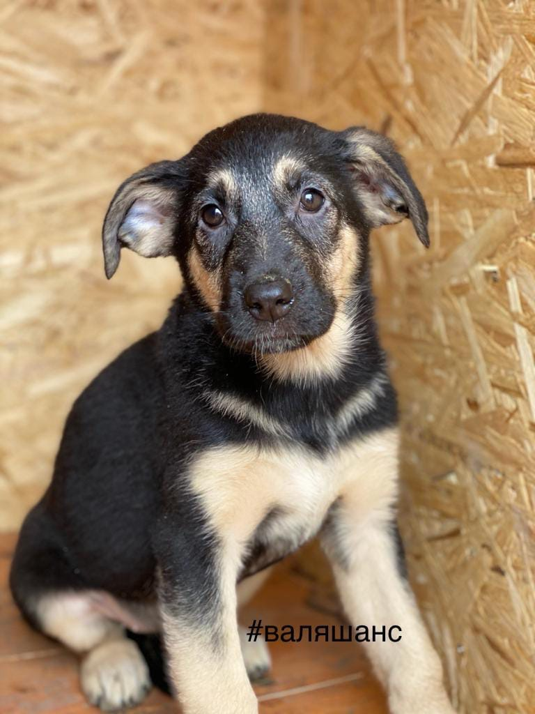 Not rated. Puppies in good hands. - No rating, In good hands, Help, Dog, Video, The photo, Longpost, Puppies, Sergiev Posad, Moscow region, , Basket, Pets, Kindness, Lick, Young, Aviary, Bags, Bridge, PHOTOSESSION, Ears