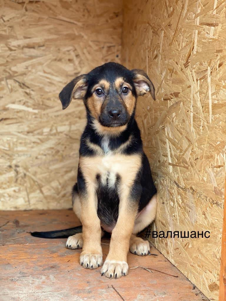 Not rated. Puppies in good hands. - No rating, In good hands, Help, Dog, Video, The photo, Longpost, Puppies, Sergiev Posad, Moscow region, , Basket, Pets, Kindness, Lick, Young, Aviary, Bags, Bridge, PHOTOSESSION, Ears