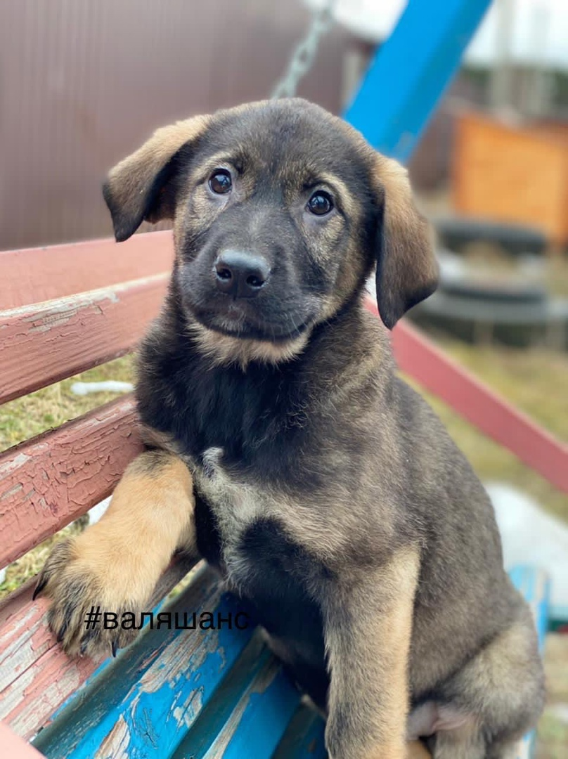 Not rated. Puppies in good hands. - No rating, In good hands, Help, Dog, Video, The photo, Longpost, Puppies, Sergiev Posad, Moscow region, , Basket, Pets, Kindness, Lick, Young, Aviary, Bags, Bridge, PHOTOSESSION, Ears