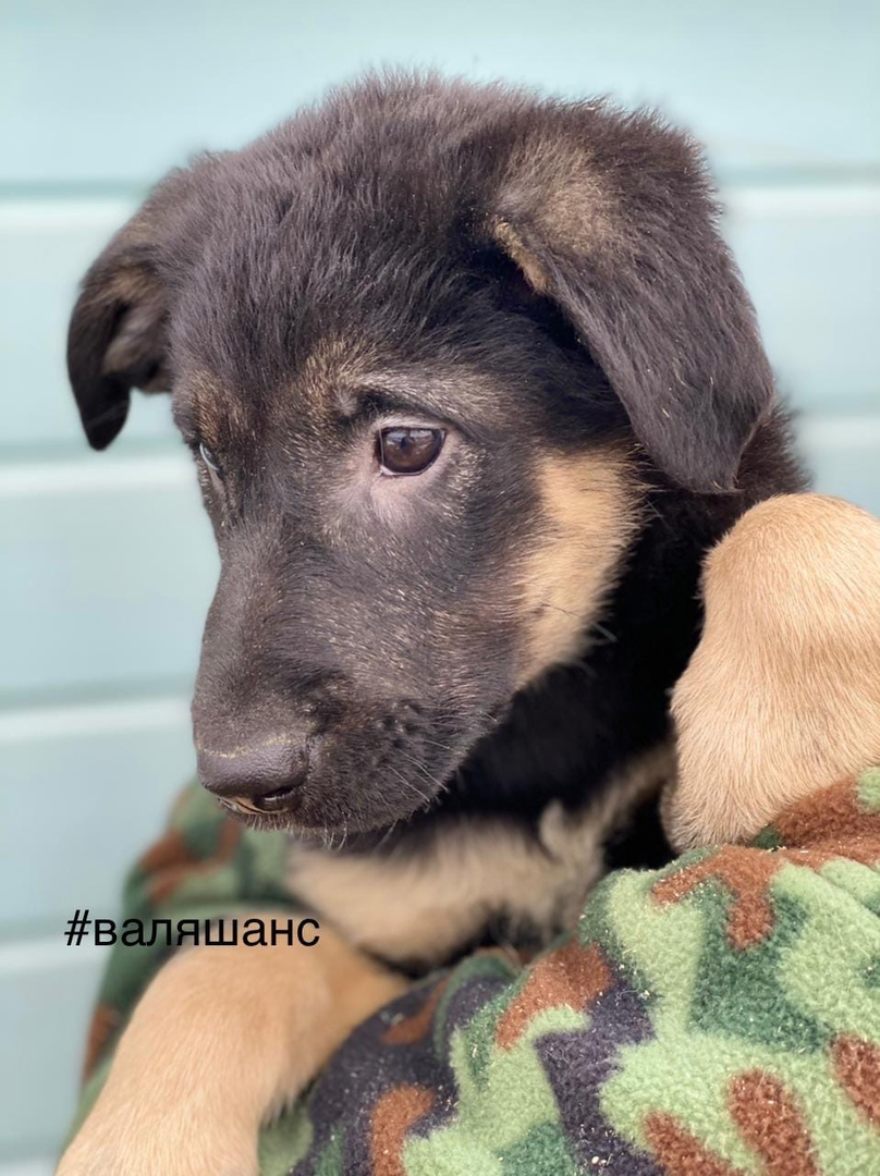 Not rated. Puppies in good hands. - No rating, In good hands, Help, Dog, Video, The photo, Longpost, Puppies, Sergiev Posad, Moscow region, , Basket, Pets, Kindness, Lick, Young, Aviary, Bags, Bridge, PHOTOSESSION, Ears