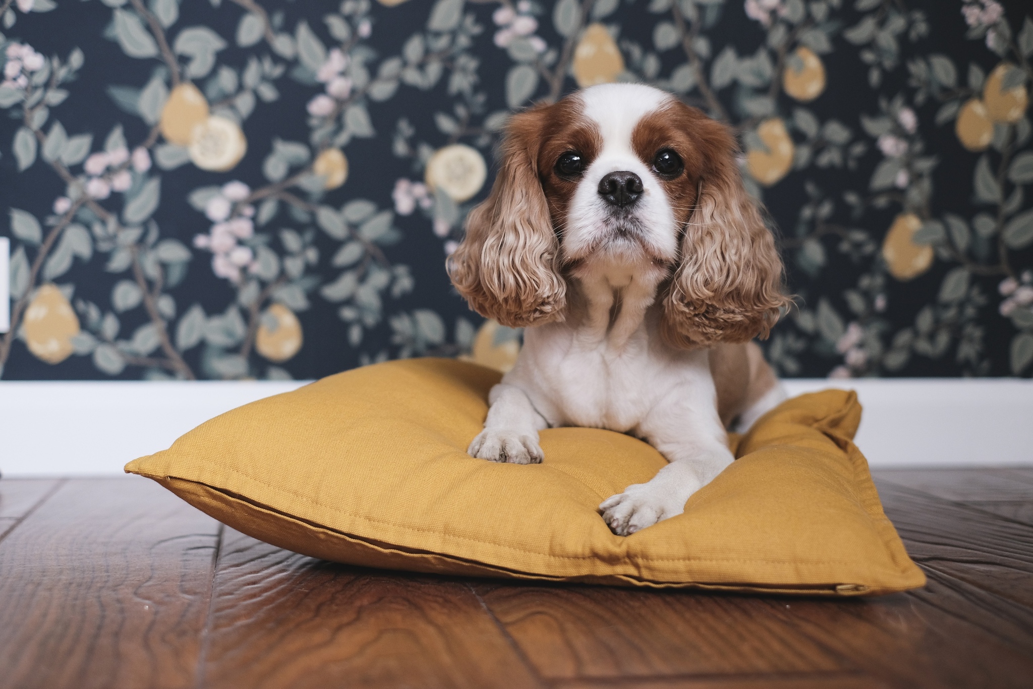 My Sherlock - My, Dog, Cavalier king charles spaniel