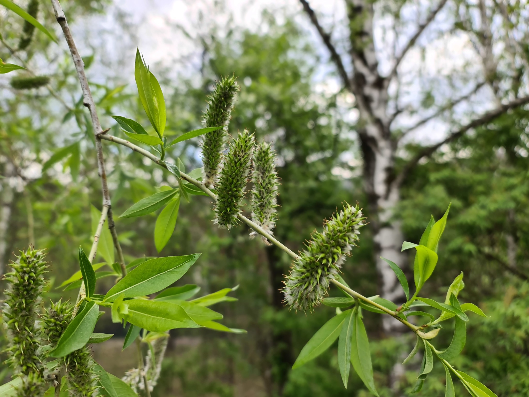 Walk - My, Khakassia, beauty of nature, Photo on sneaker, Sayano-Shushenskaya HPP, Walk, Cheryomushki, Longpost