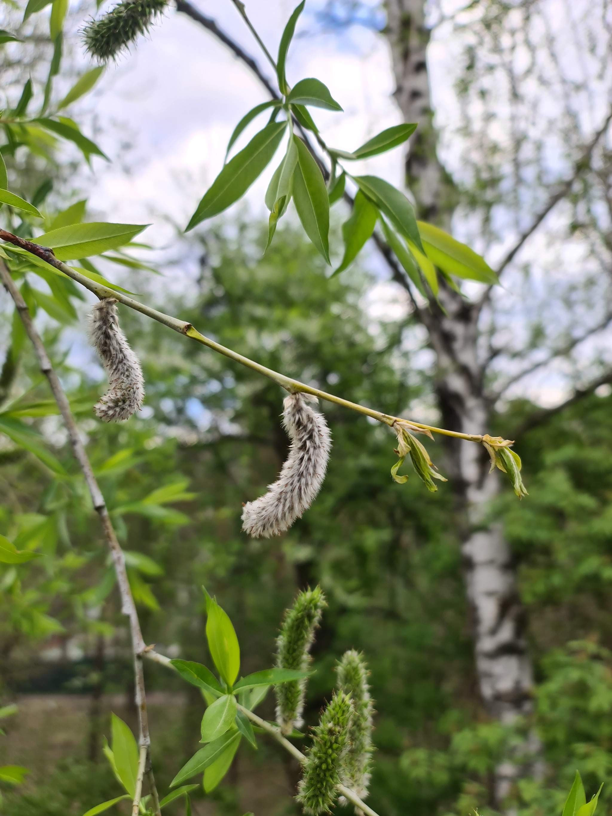 Прогулка - Моё, Хакасия, Красота природы, Фото на тапок, Саяно-Шушенская ГЭС, Прогулка, Черемушки, Длиннопост