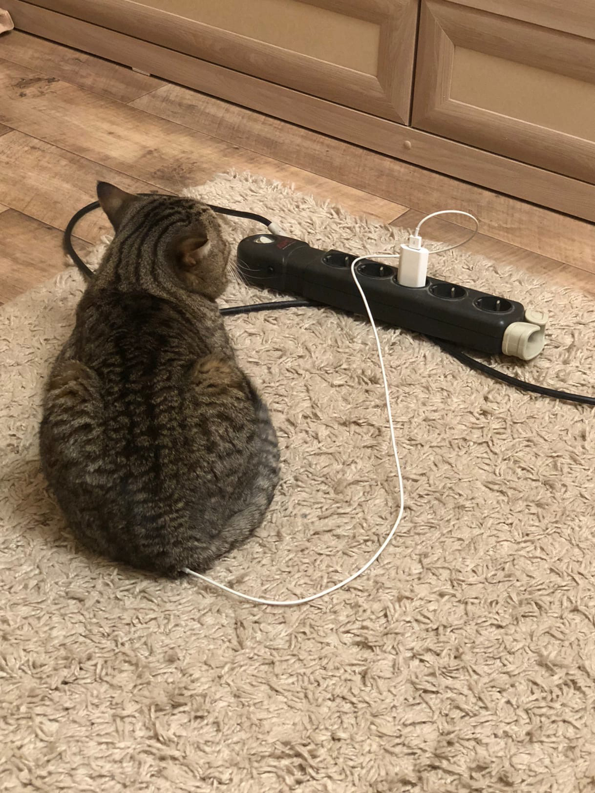 Boris the cat's secret - My, cat, Charger