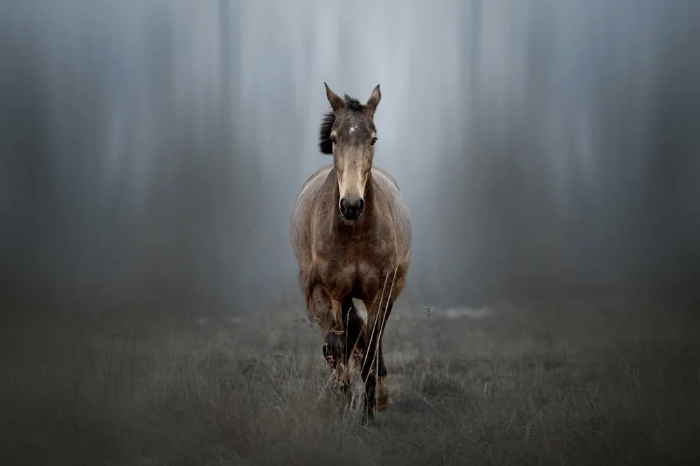 Фото лошадей, от которых вам станет тепло на душе - Животные, Лошади, Фотография, Яндекс Дзен, Длиннопост