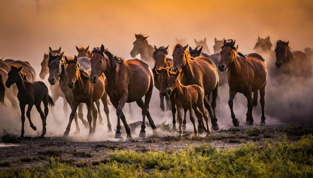 Фото лошадей, от которых вам станет тепло на душе - Животные, Лошади, Фотография, Яндекс Дзен, Длиннопост