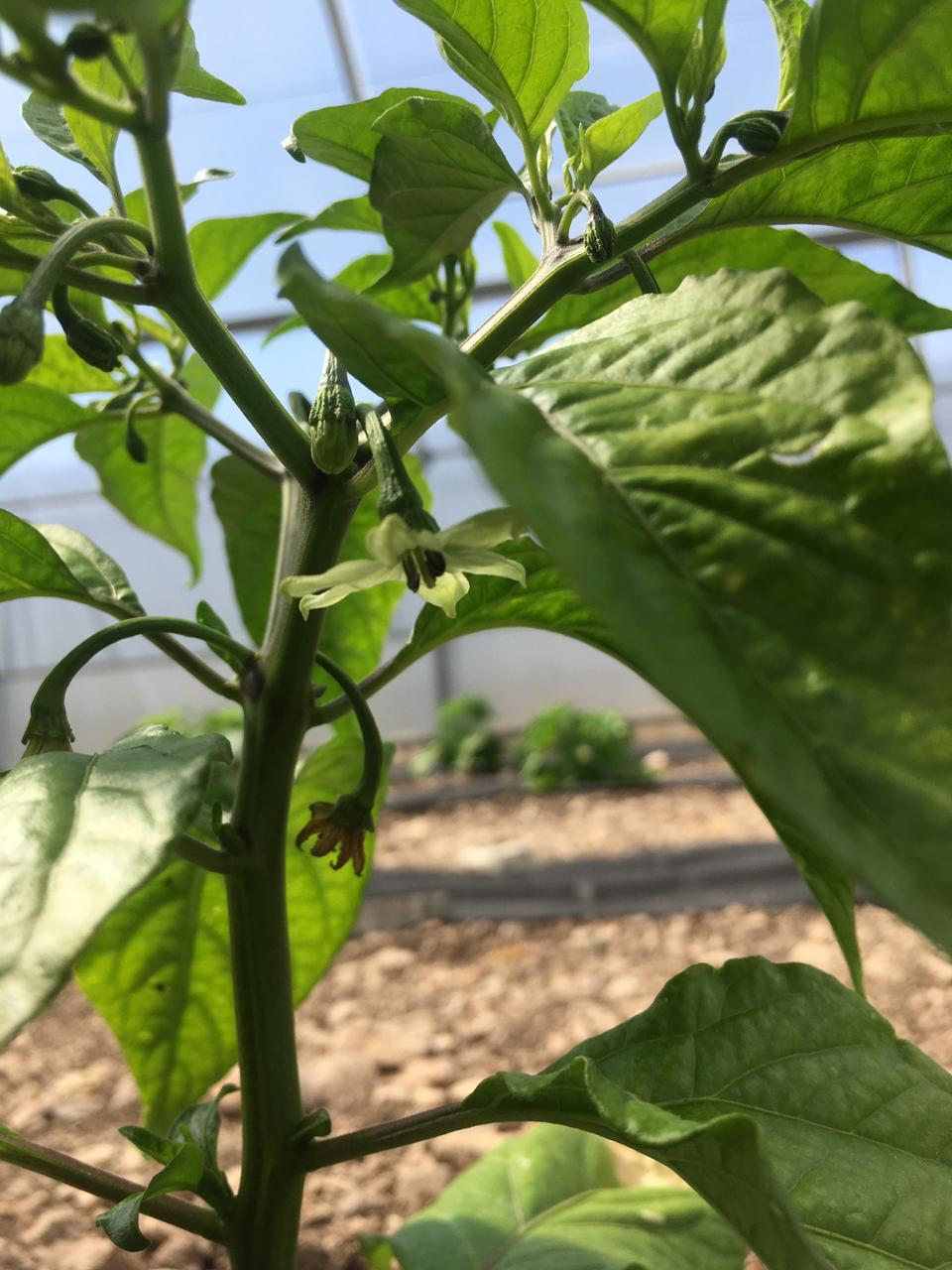 May update and the third year of the hobby - My, Spicy, Spicy sauce, The festival, Small business, Pepper farming, GIF, Video, Longpost