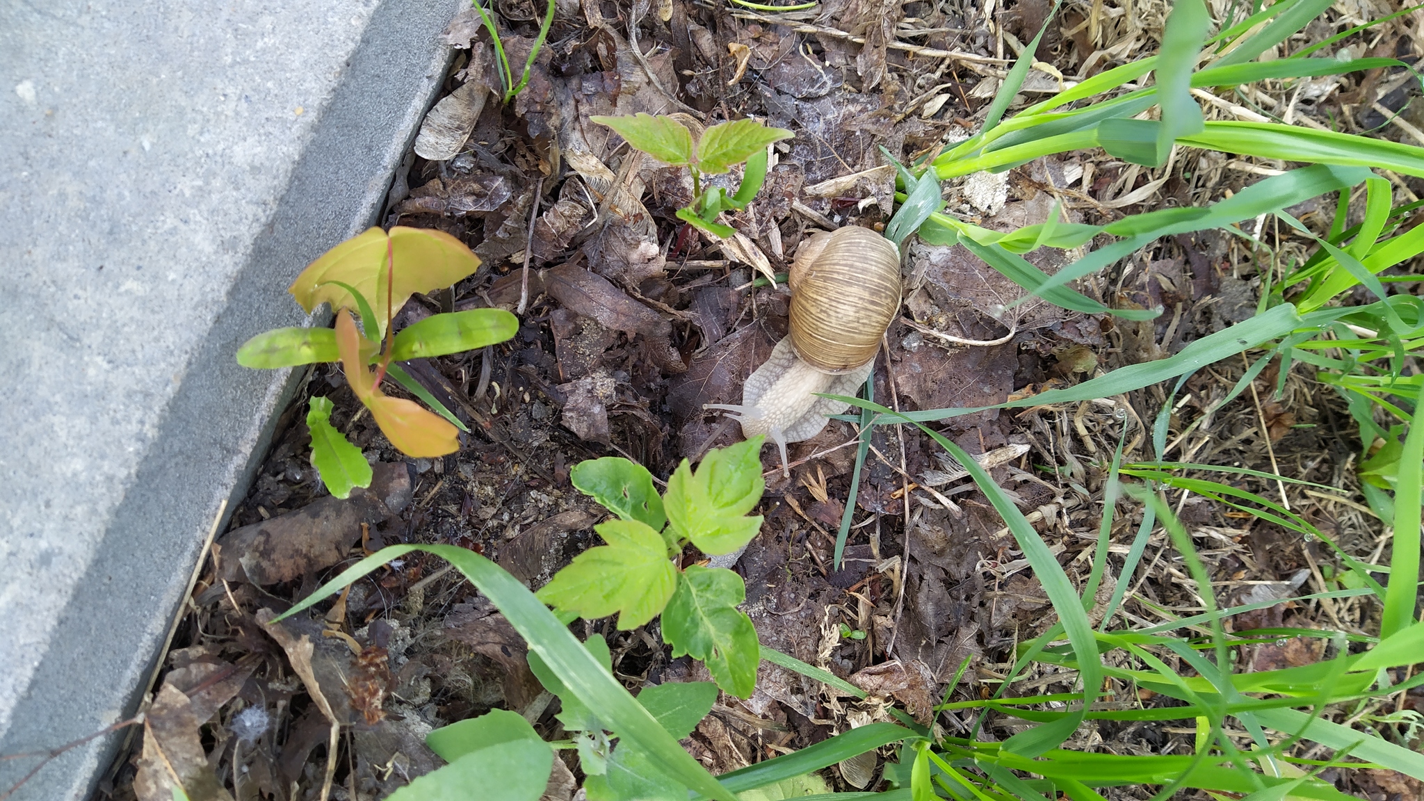 In the city park - My, The park, Grape snail