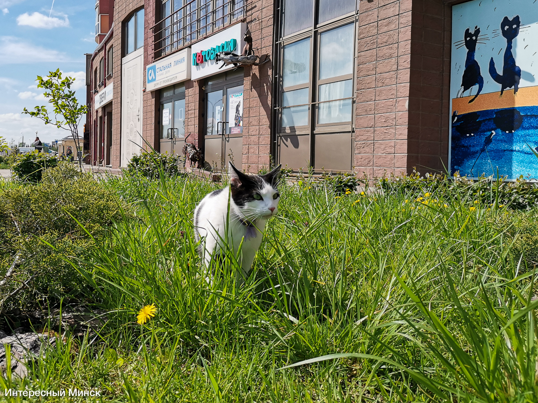 Accidentally discovered an art gallery in Malinovka, in which there are more than 7,000 exhibits of cats - My, Minsk, Museum, cat house, cat, Kittens, Animal shelter, Charity, Pets, , Tricolor cat, Souvenirs, Gallery, Antiques, Hobby, Longpost