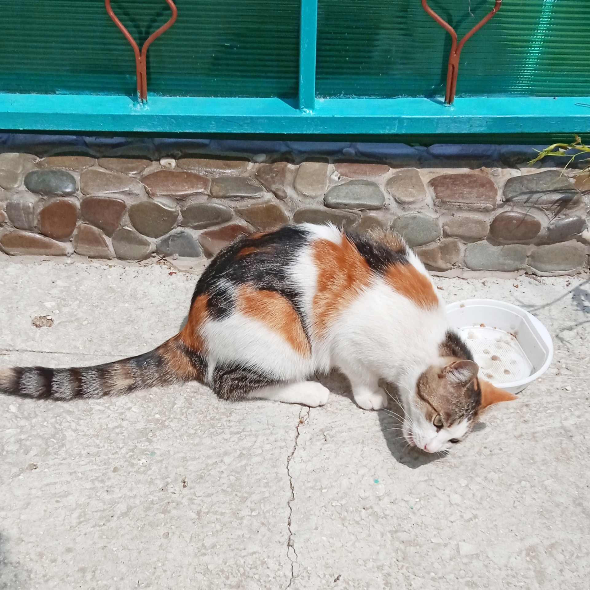 Robbers - My, cat, Crimea, Relaxation, A fish, Longpost