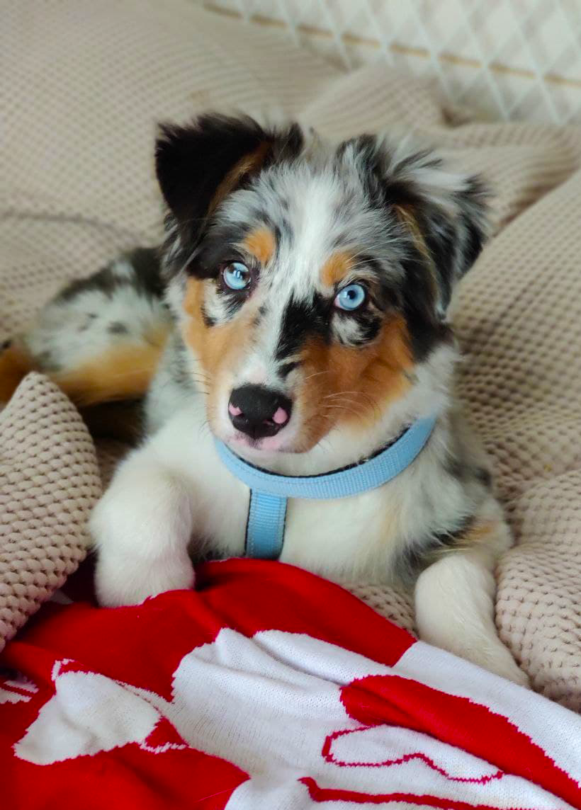 Aurora Australis - Dog, Australian shepherd, Dogs versus cats