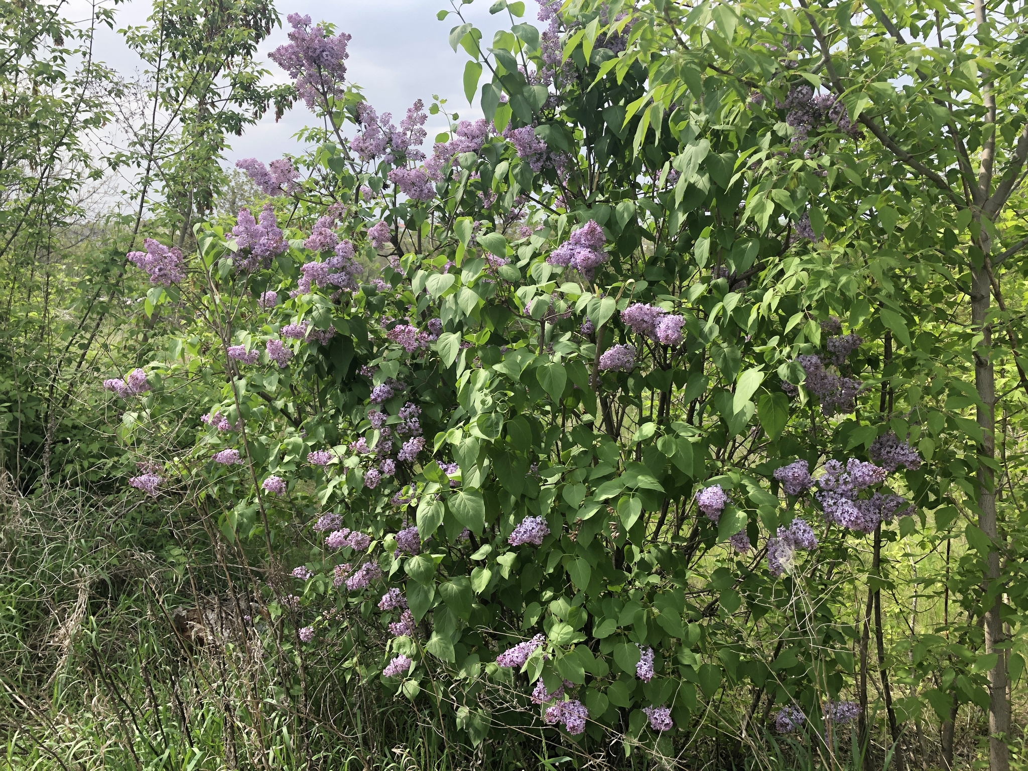 Велопокатушка - Моё, Велосипед, Велопрогулка, Покатушки, Фотография, Природа, Красота природы, Ручей, Озеро, , Мост, Лягушки, Крест, Могила, Грусть, Кладбище, Поле, Харьков, Видео, Длиннопост