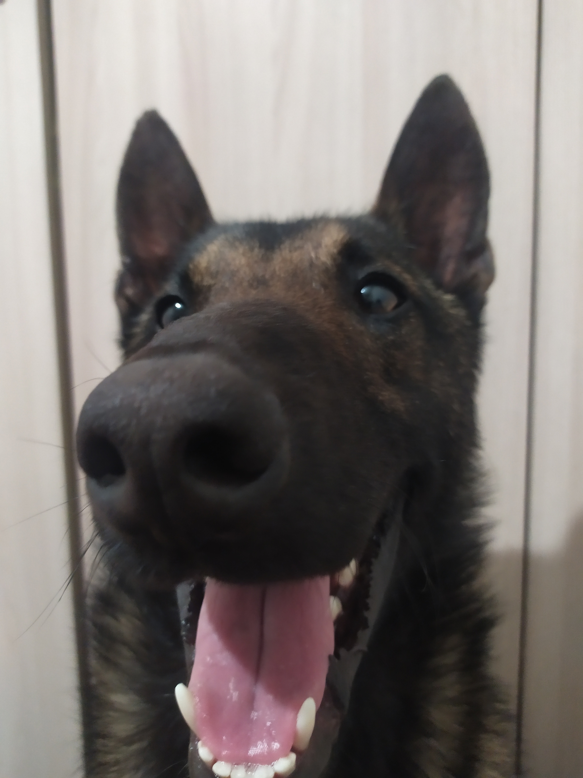 My raspberry =) - My, Malinois, Shaggy, Longpost, Dogs versus cats, Dog