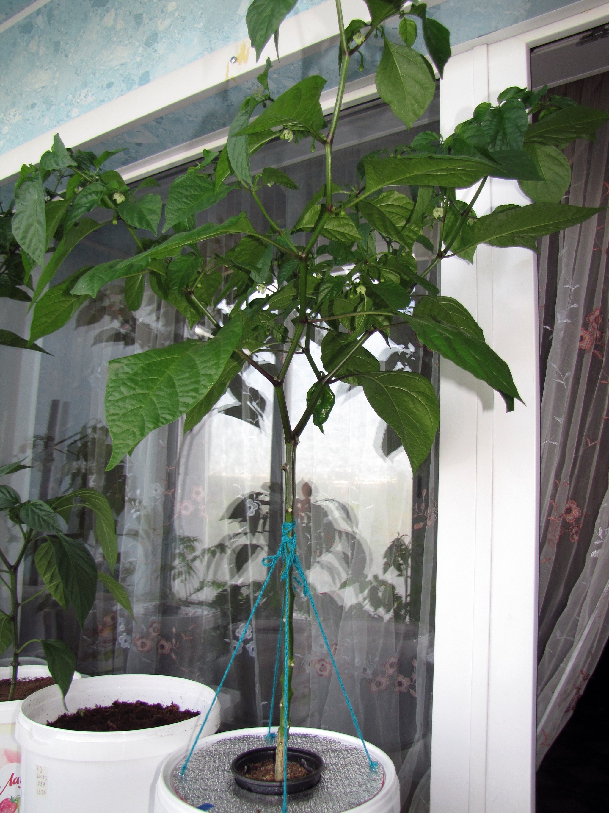 Season 21. Trinidad Scorpion Butch T, hydroponics Kratky. - My, Pepper, Hot peppers, Vegetable garden on the windowsill, Hydroponics, Pepper farming, Longpost