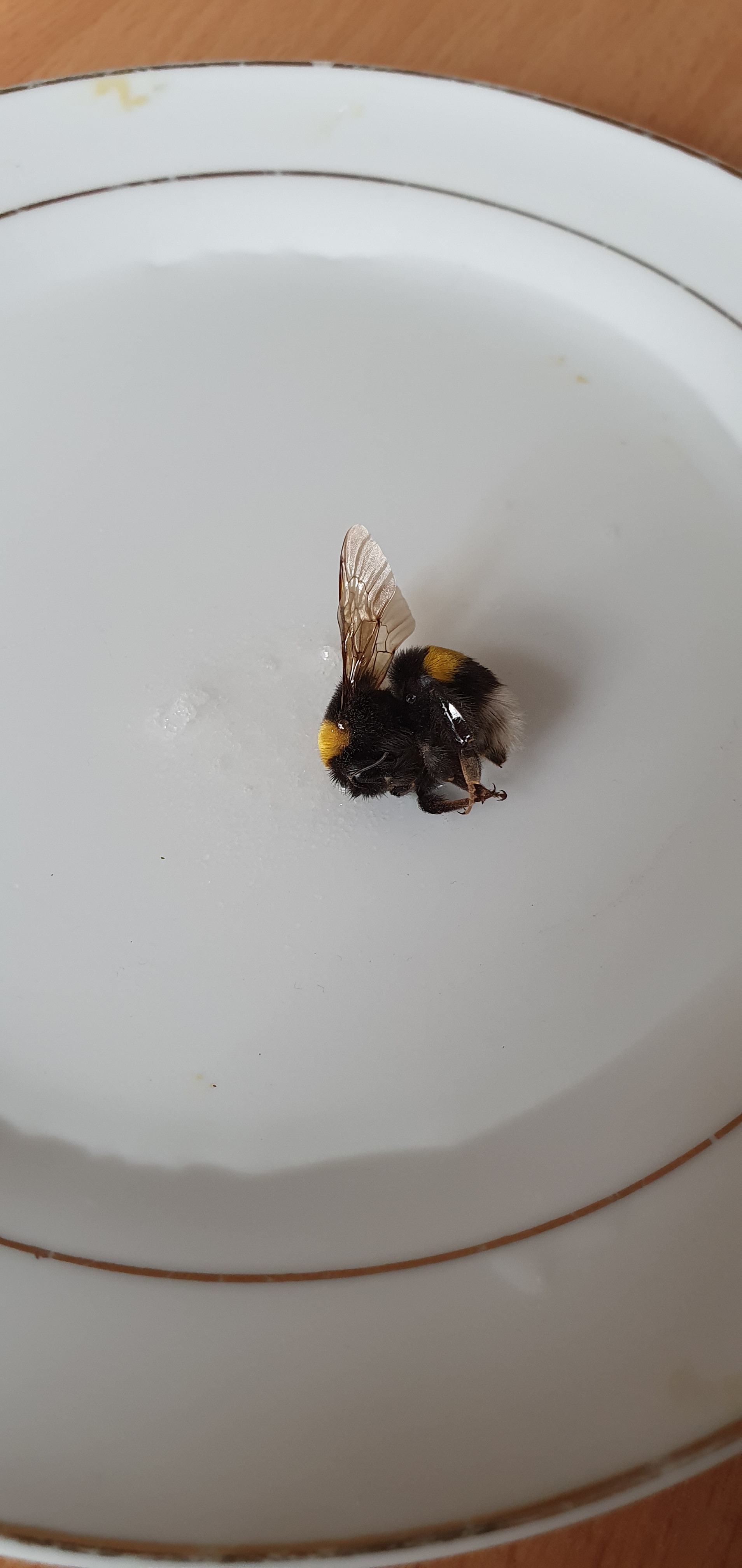 Unfortunately it's too late - My, Death, Longpost, Bumblebee, Insects