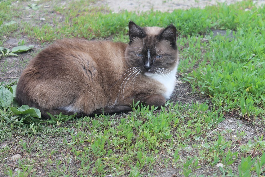 Life at the Kotoland Home Shelter 284 - My, cat, Shelter, Kindness, Lipetsk, Cotoland, Longpost, In good hands, Shelter Cotoland