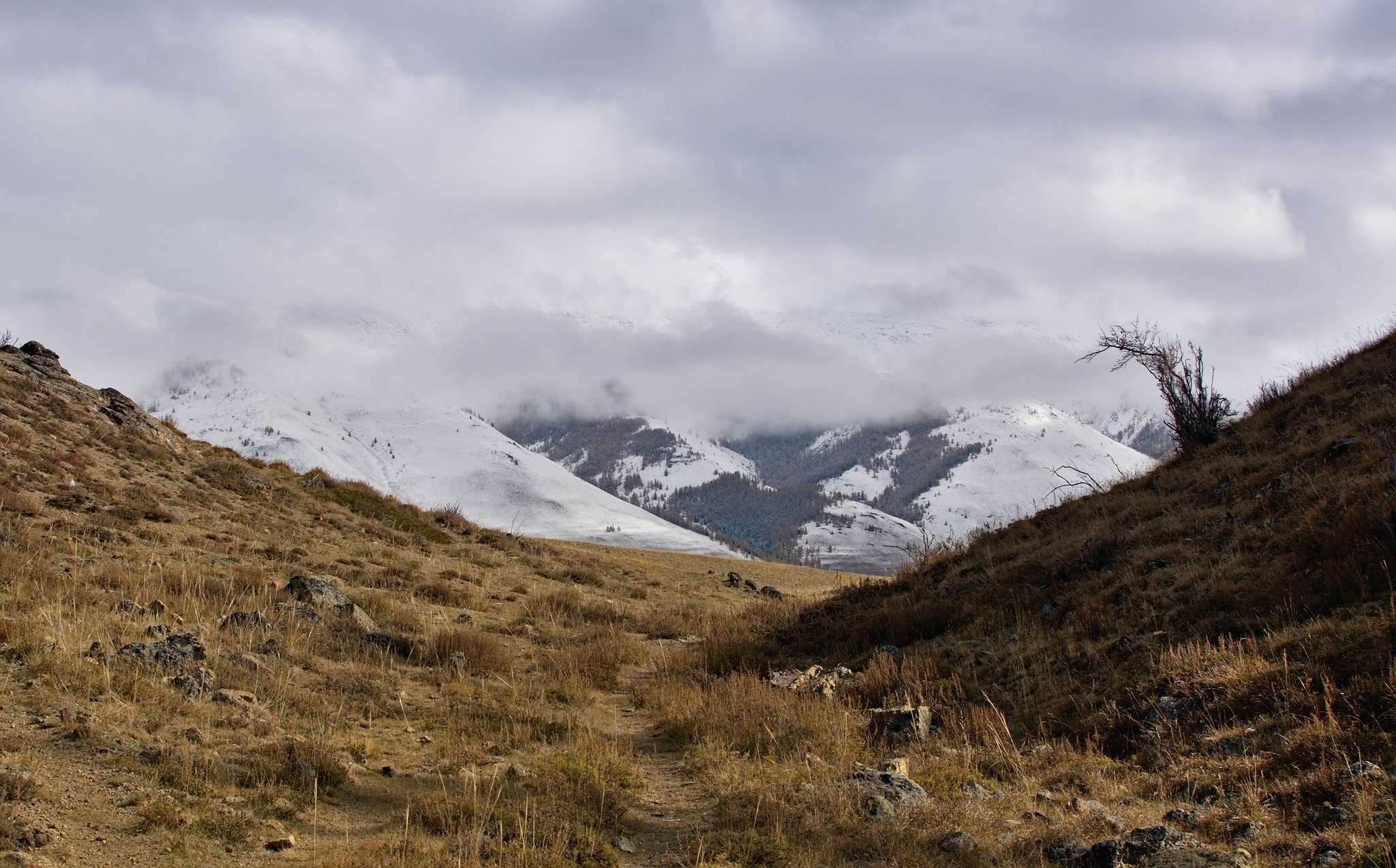 Neighborhood Kuray - My, Kuray, Kurai steppe, Mountain Altai, Severo-Chui Range, The photo, Altai Republic