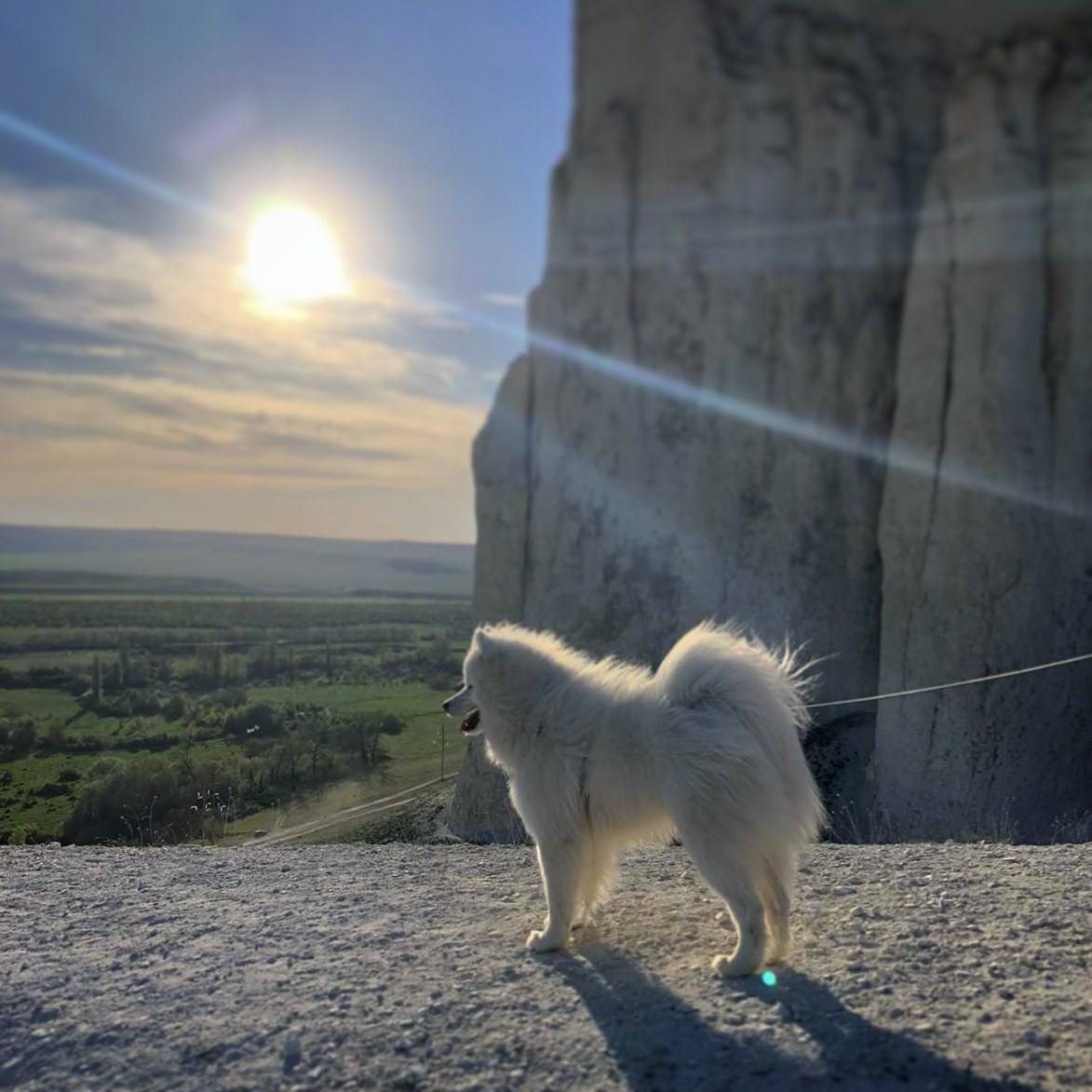 Vacation with Samoyed - My, Samoyed, Dog, Crimea, White Rock, Balloon, Sunset, Mobile photography, Longpost