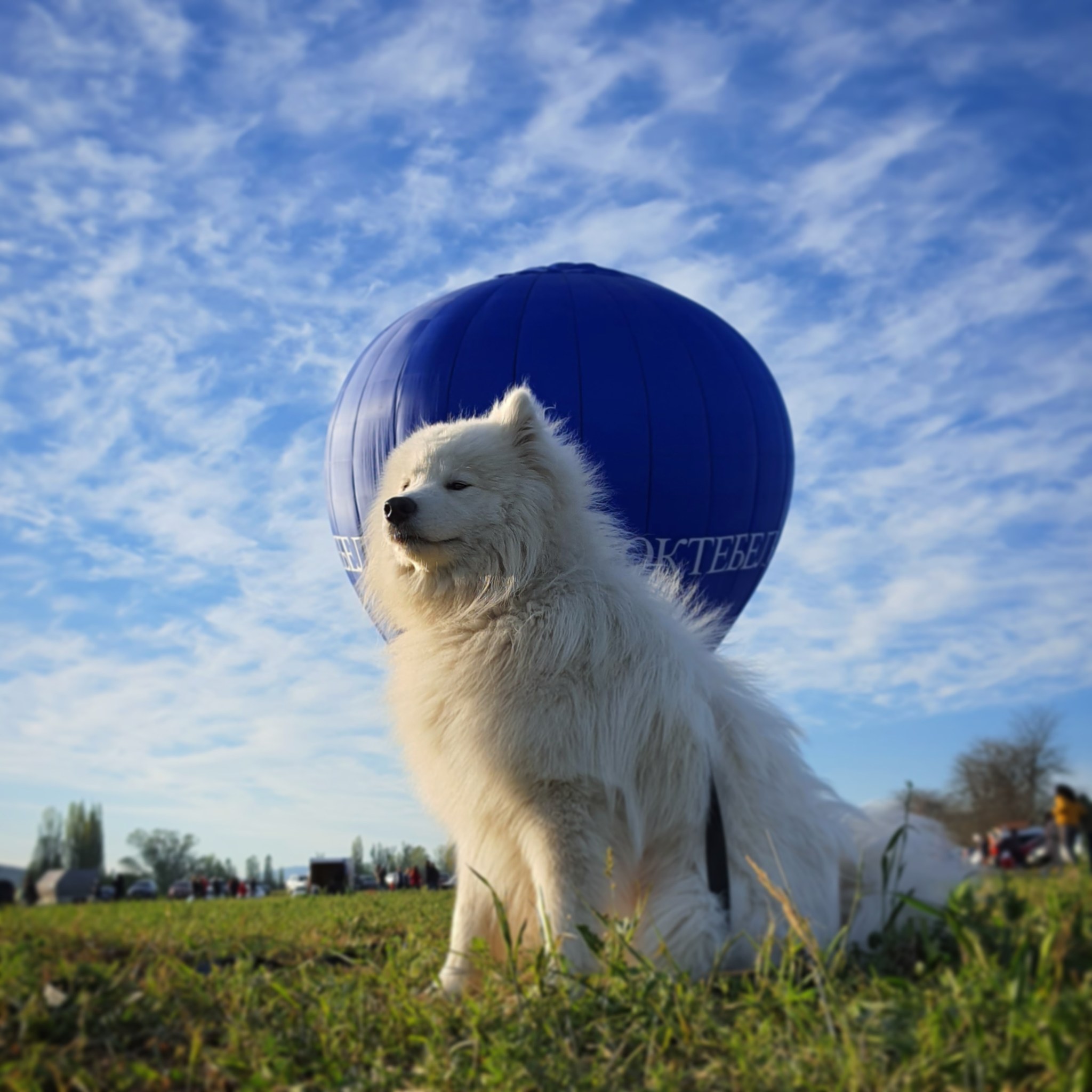 Vacation with Samoyed - My, Samoyed, Dog, Crimea, White Rock, Balloon, Sunset, Mobile photography, Longpost