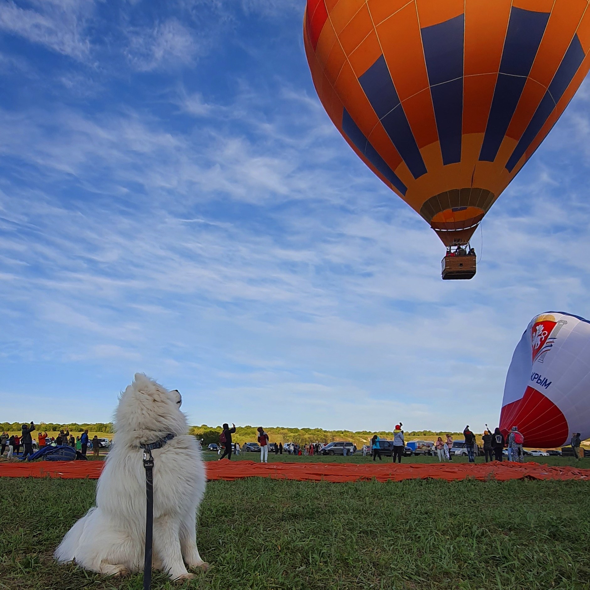 Vacation with Samoyed - My, Samoyed, Dog, Crimea, White Rock, Balloon, Sunset, Mobile photography, Longpost