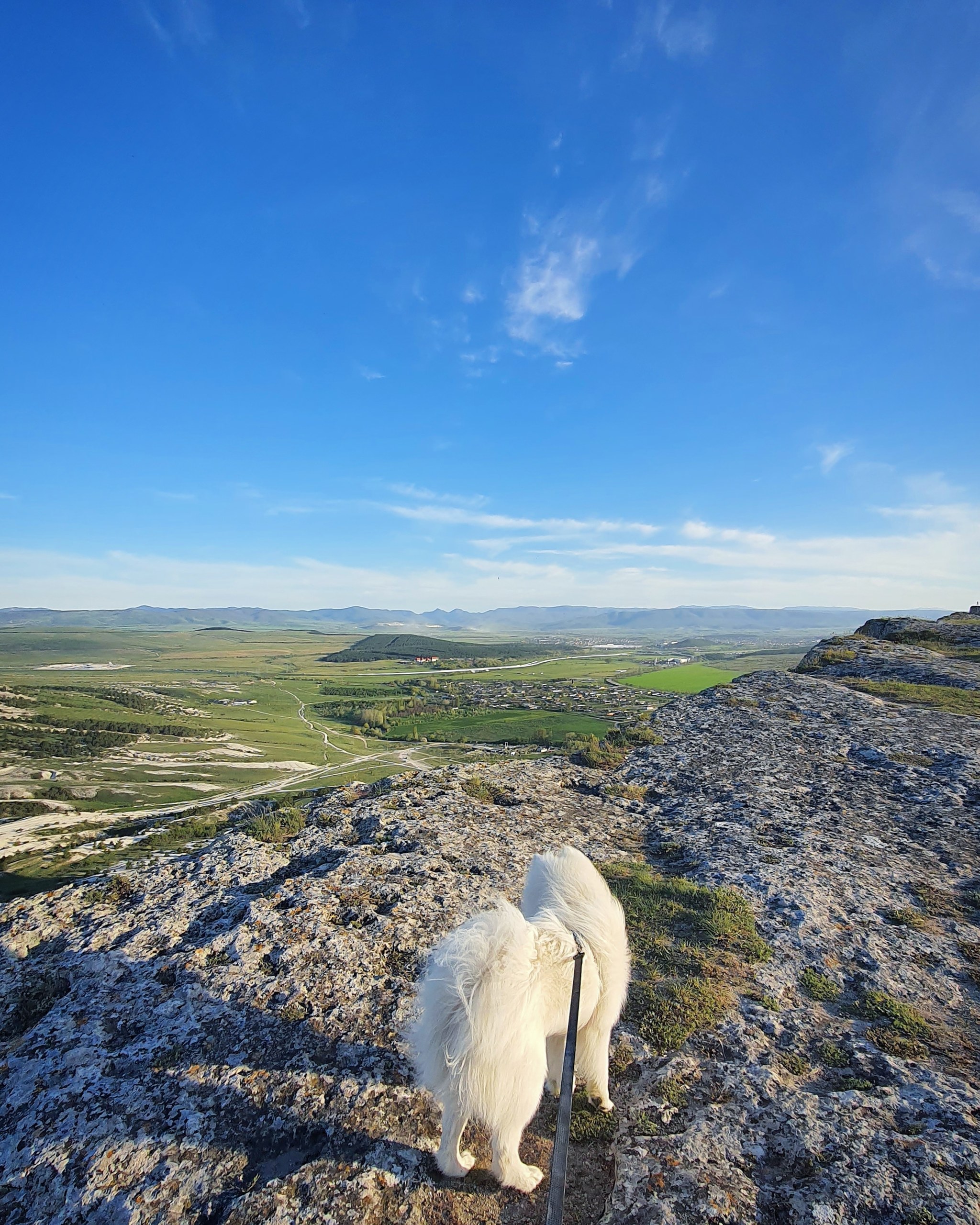 Vacation with Samoyed - My, Samoyed, Dog, Crimea, White Rock, Balloon, Sunset, Mobile photography, Longpost