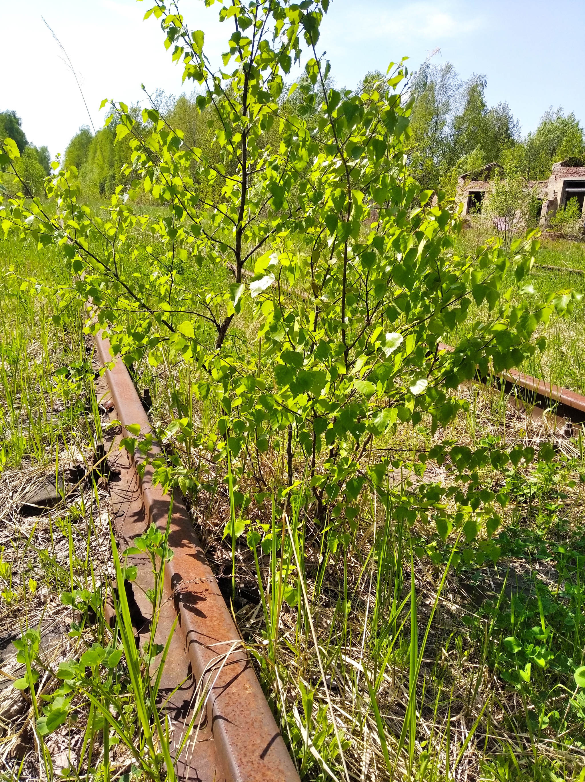 Rail history - My, Rails, Walk, The photo, Longpost, Abandoned