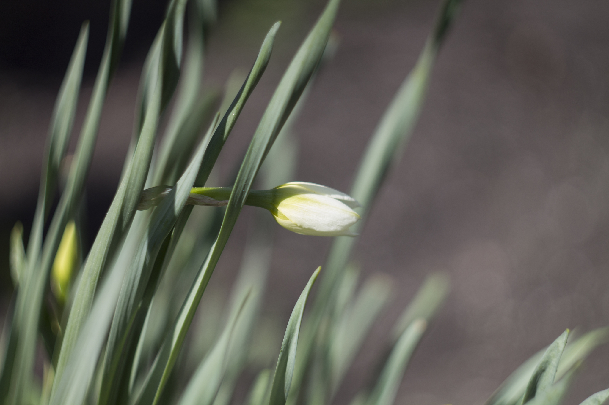 Spring - My, Spring, The photo, Flowers, Helios44, Longpost