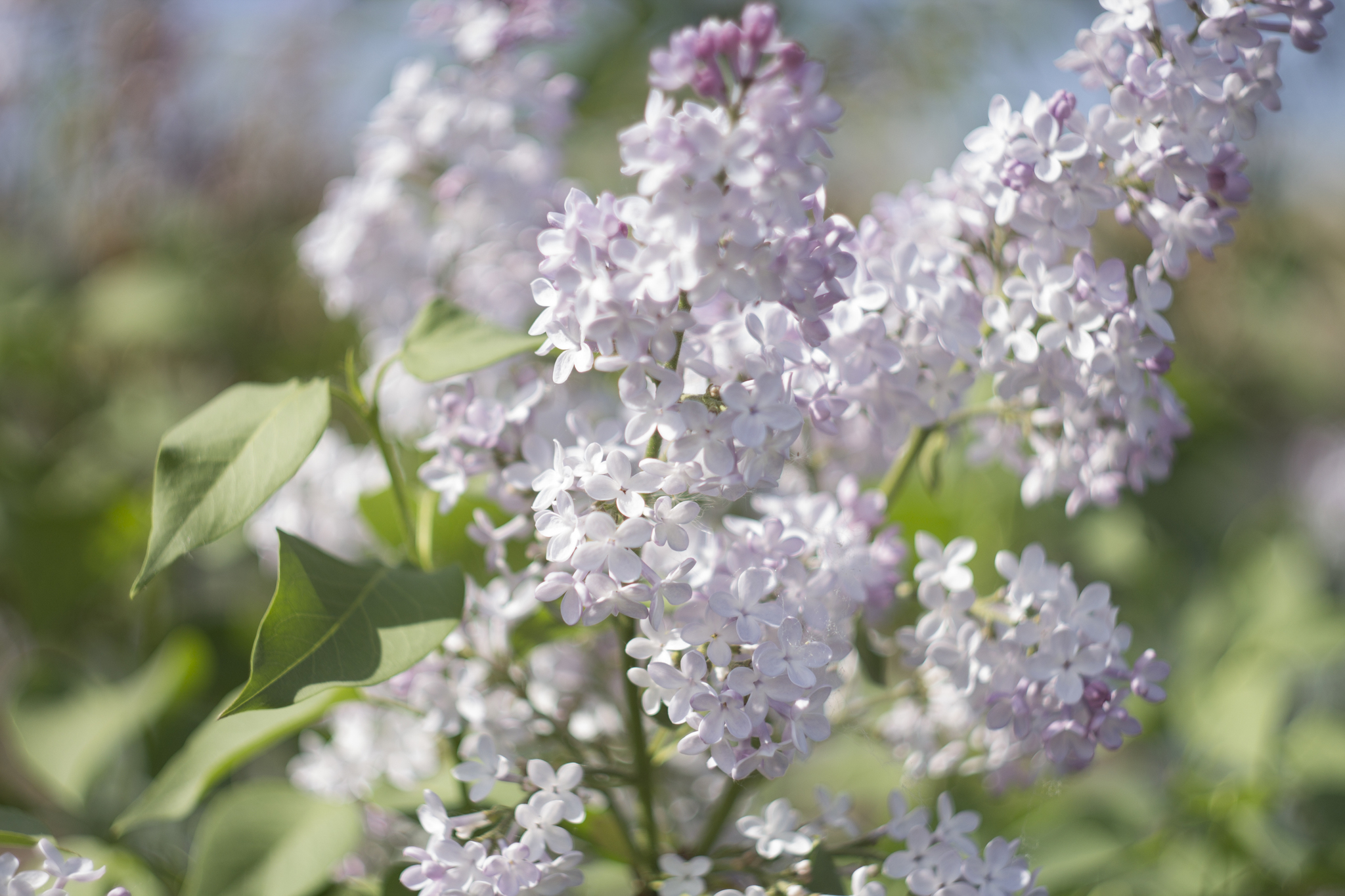 Spring - My, Spring, The photo, Flowers, Helios44, Longpost