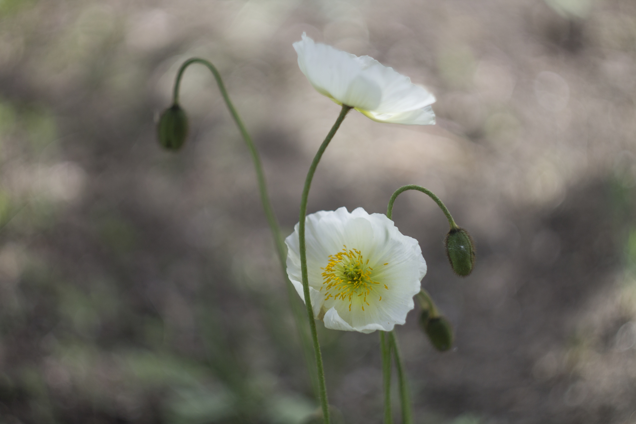 Spring - My, Spring, The photo, Flowers, Helios44, Longpost