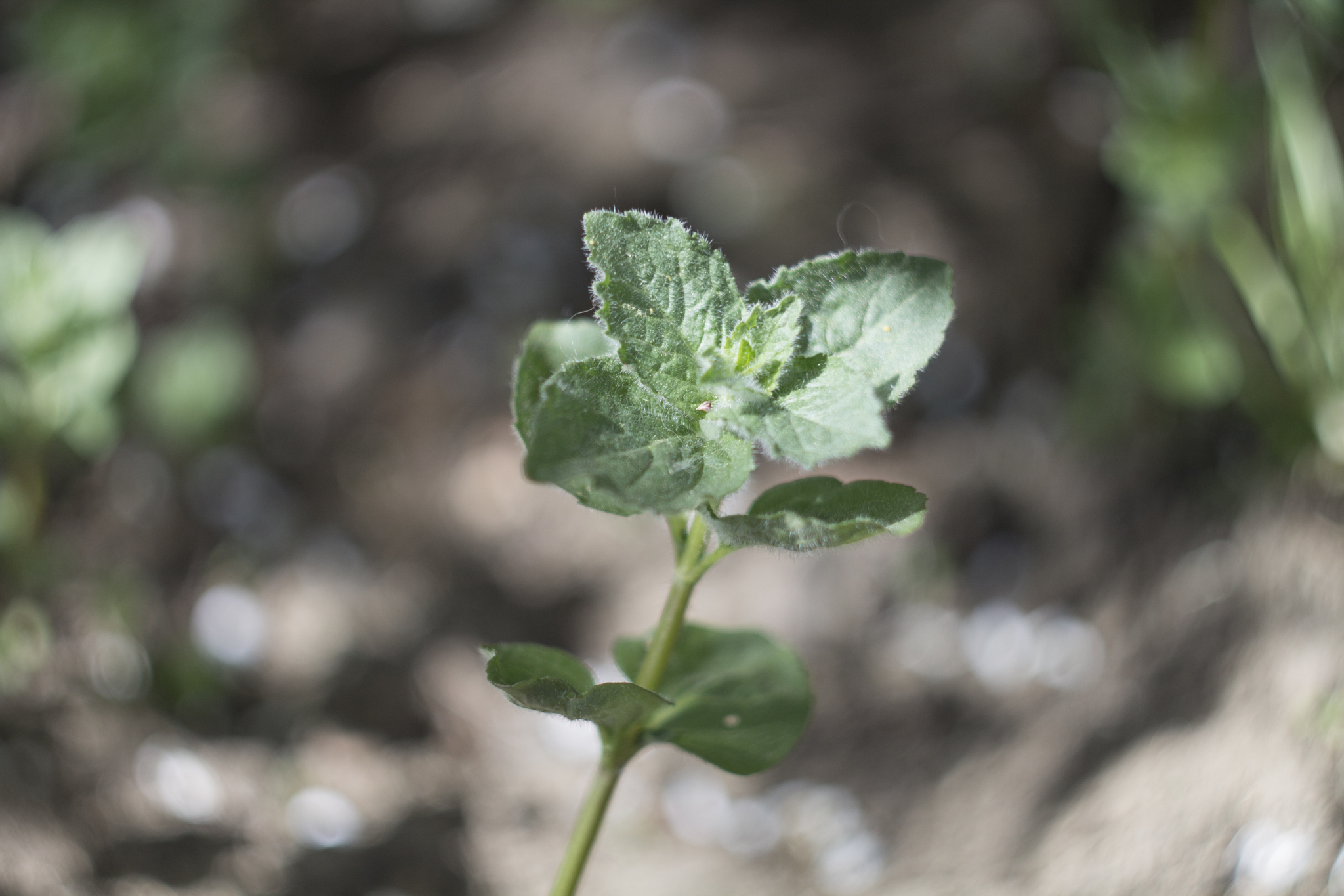 Spring - My, Spring, The photo, Flowers, Helios44, Longpost