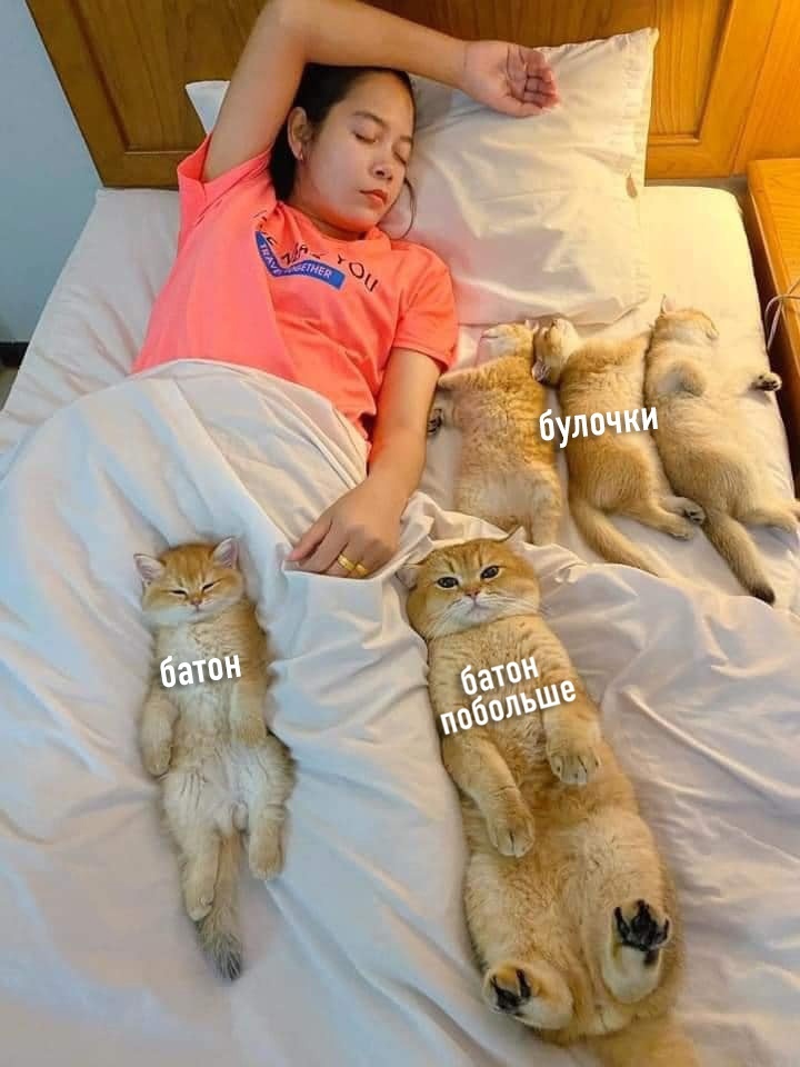 When I fell asleep in the bakery - cat, Girls, Picture with text