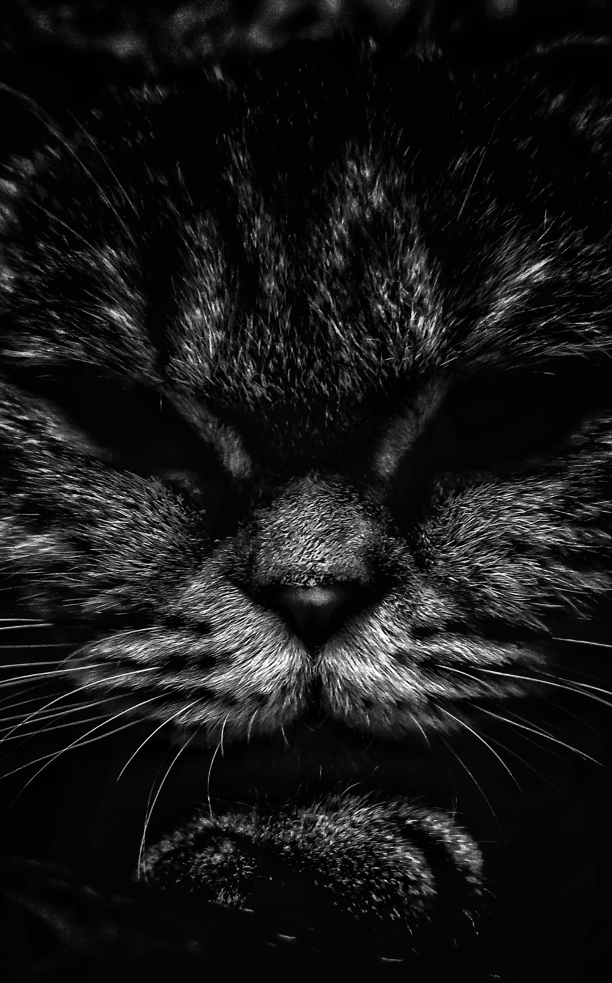 Sonya - My, cat, The photo, Black and white, Photo on sneaker