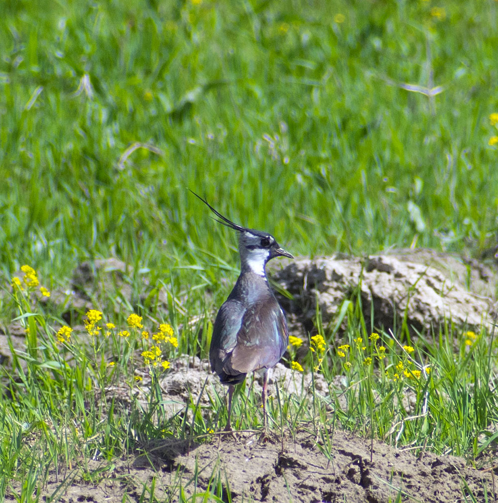 Sudden +30 - My, Ornithology, Birds, Schelkovo, Moscow region, Heat, May, Nature, wildlife, , The nature of Russia, Walk, Photo hunting, Hobby, Video, Longpost