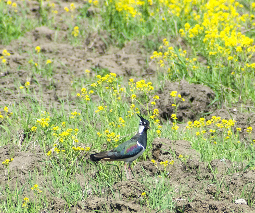 Sudden +30 - My, Ornithology, Birds, Schelkovo, Moscow region, Heat, May, Nature, wildlife, , The nature of Russia, Walk, Photo hunting, Hobby, Video, Longpost