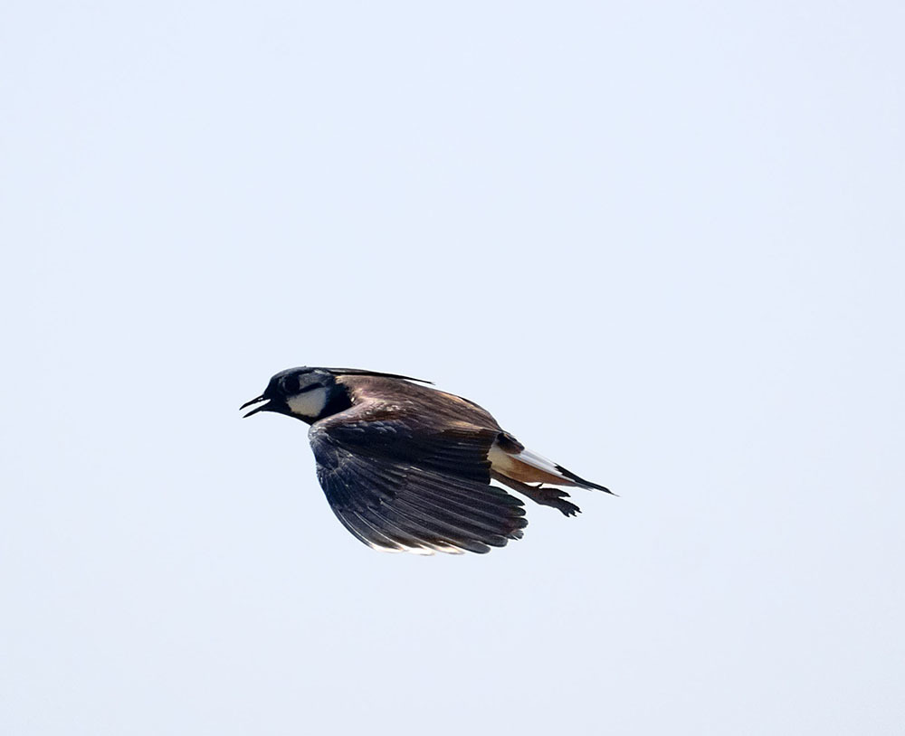 Sudden +30 - My, Ornithology, Birds, Schelkovo, Moscow region, Heat, May, Nature, wildlife, , The nature of Russia, Walk, Photo hunting, Hobby, Video, Longpost