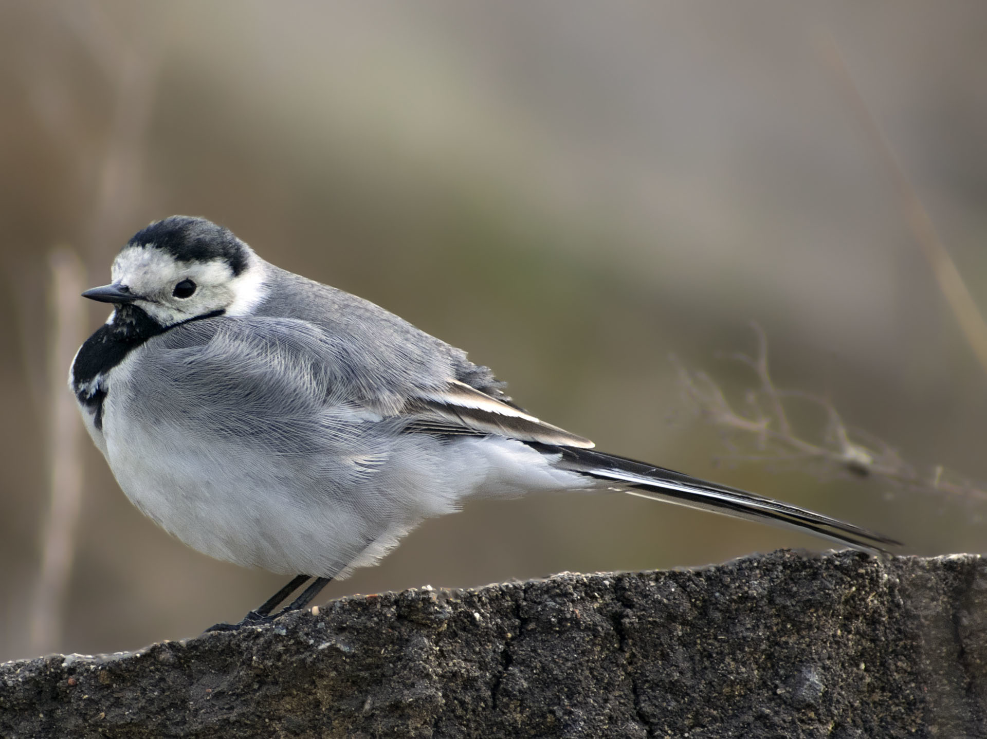 Sudden +30 - My, Ornithology, Birds, Schelkovo, Moscow region, Heat, May, Nature, wildlife, , The nature of Russia, Walk, Photo hunting, Hobby, Video, Longpost